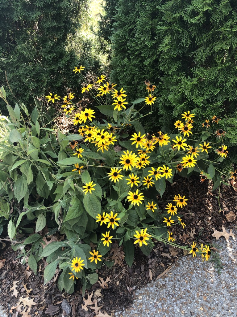 26A65675-DFF1-438D-AEE5-1E3F63349CAB_1_105_c